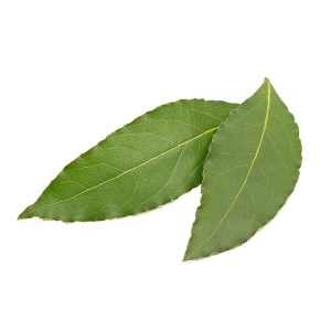 bay-leaves-1_1024x1024@2x (1)