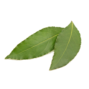 bay-leaves-1_1024x1024@2x